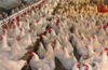 Mangaluru: Chicken prices rise but supply adequate